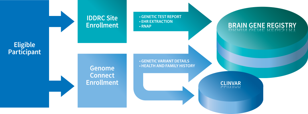 Eligible Participant go to both IDDRC Site Enrollment & Genome Connect Enrollment which collect genetic test report, EHR extraction, RNAP & genetic variant details, health and family history which populates the Brain Gene Registry & Clinvar